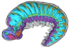 o-raio-x-que-revela-anatomia-de-inseto-que-viveu-ha-meio-bilhao-de-anos